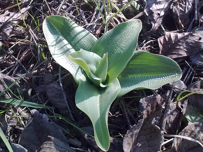 Rosetta di Ophrys da id